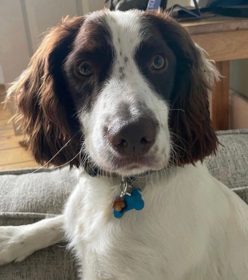 Green Aventurine collar charm - rescue pets | bonding | crystal pet tag