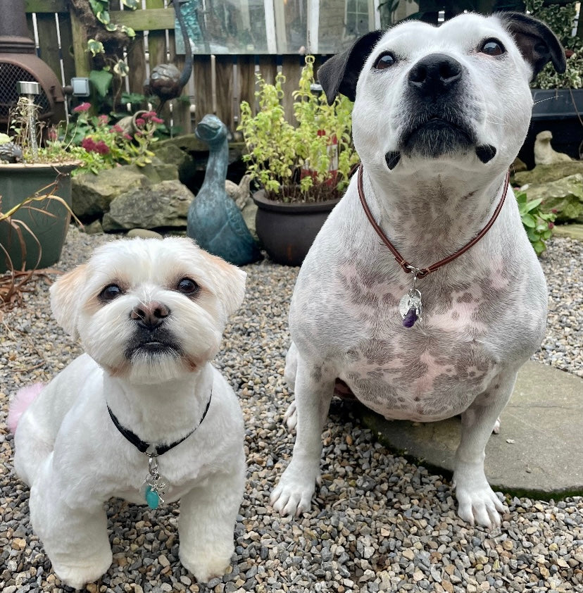 Rhodonite collar charm - separation anxiety - hyperactivity