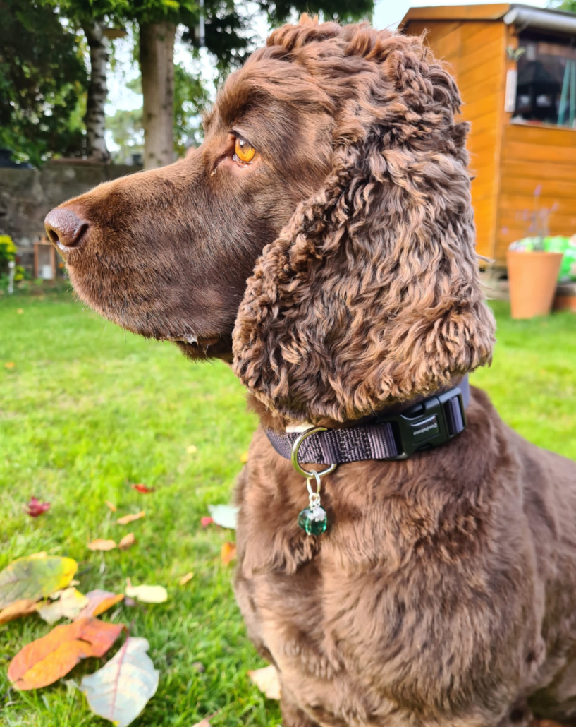 Large Quartz pet collar charm - crystals for sleep | separation anxiety in pets