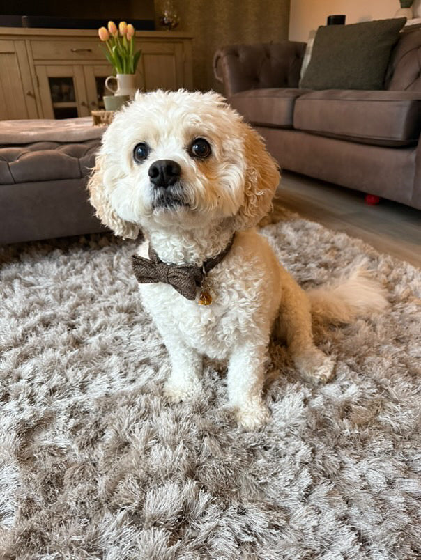 Crystal collar charm for dogs