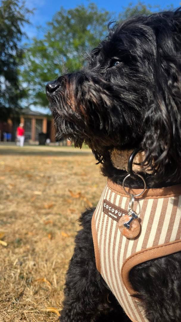 Sunstone large dog collar charm | emotional joy, dog happiness, stiff joints
