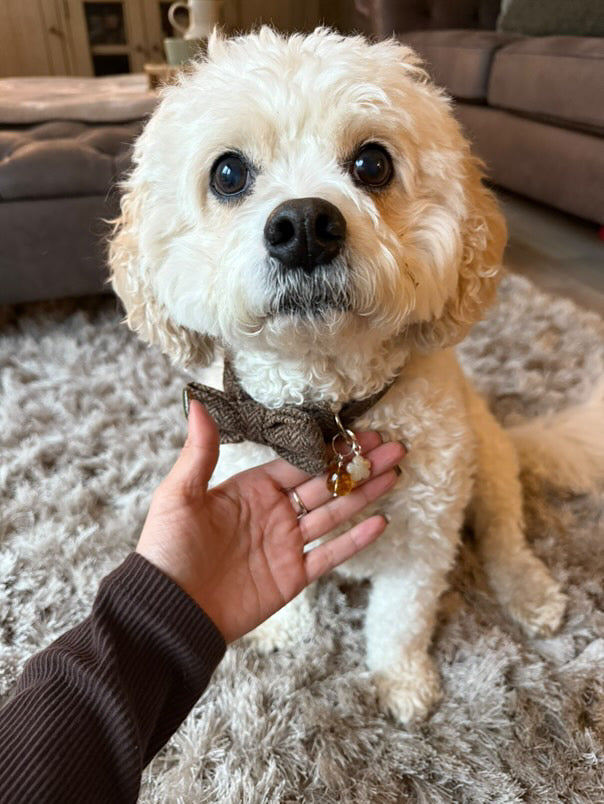Cavapoo in luxury crystal accessory 