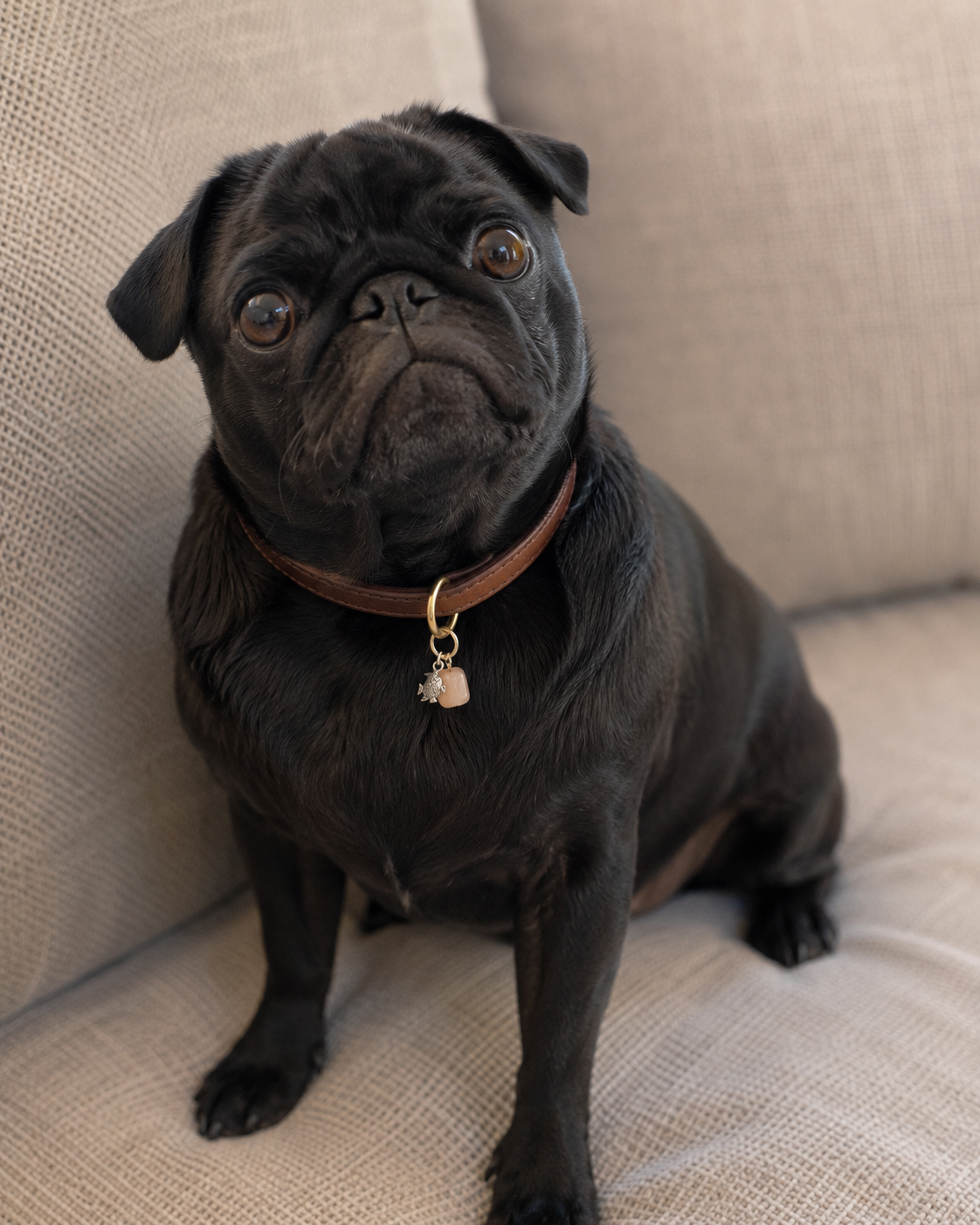 A black pug dog sitting on a beige textured couch, wearing a brown leather collar with a Jessica and James Stylelab pet collar charm