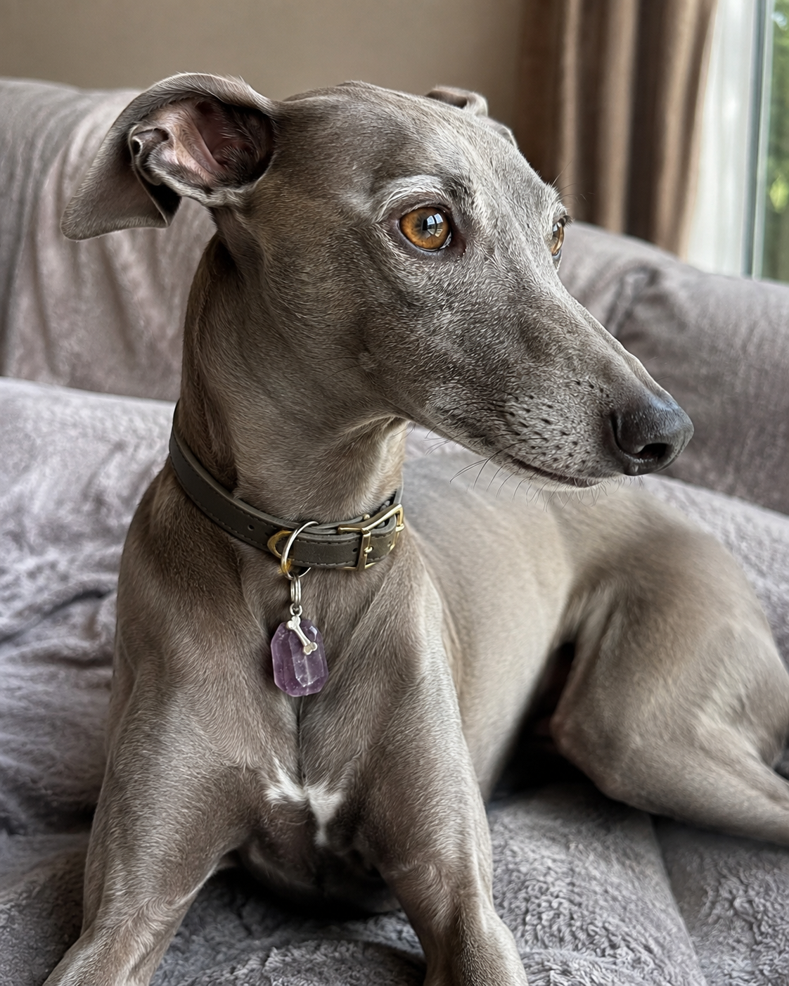 XL Amethyst dog collar charm | Anti Anxiety calming stones for dogs | Reduce Fear in dogs