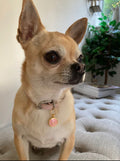 Enamel collar charm - Pet ID tag