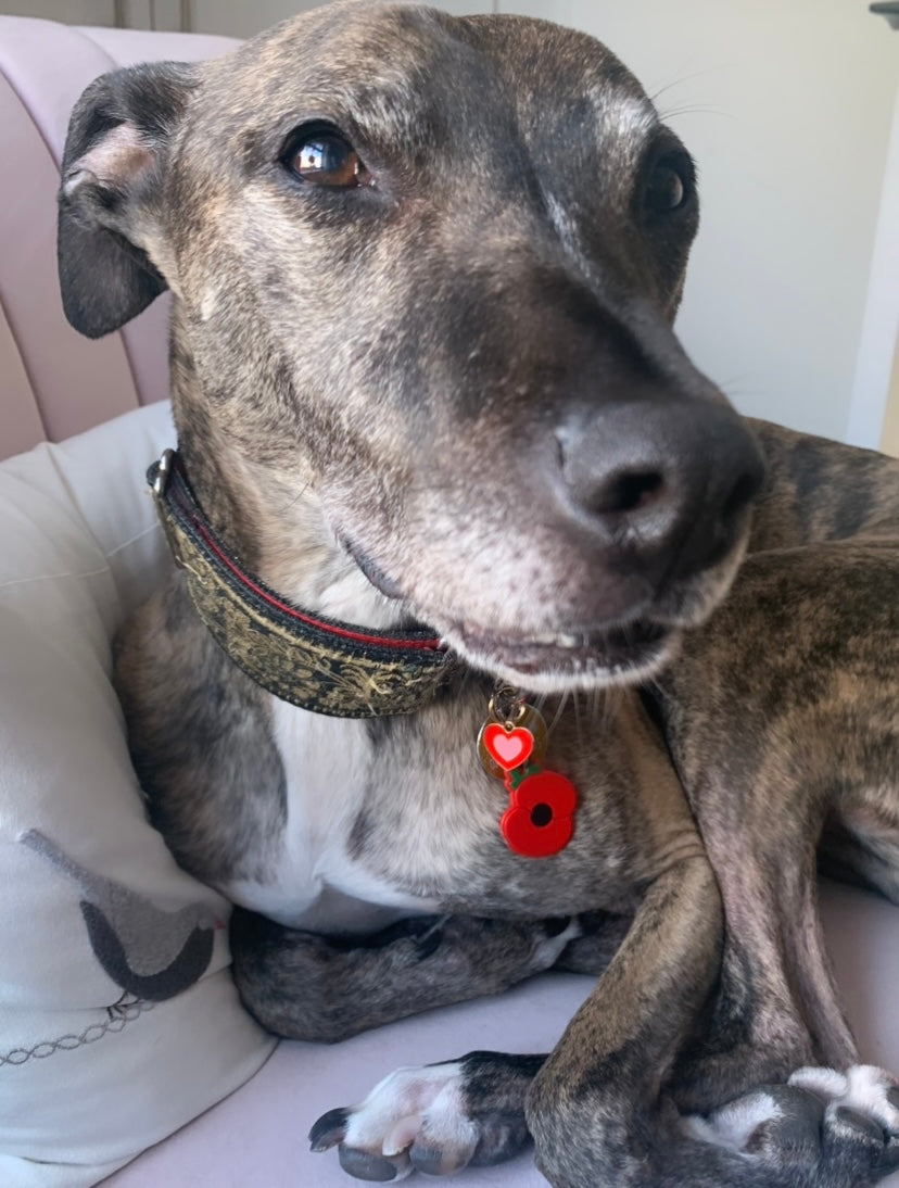 Jewellery for dogs , gold heart on a greyhound