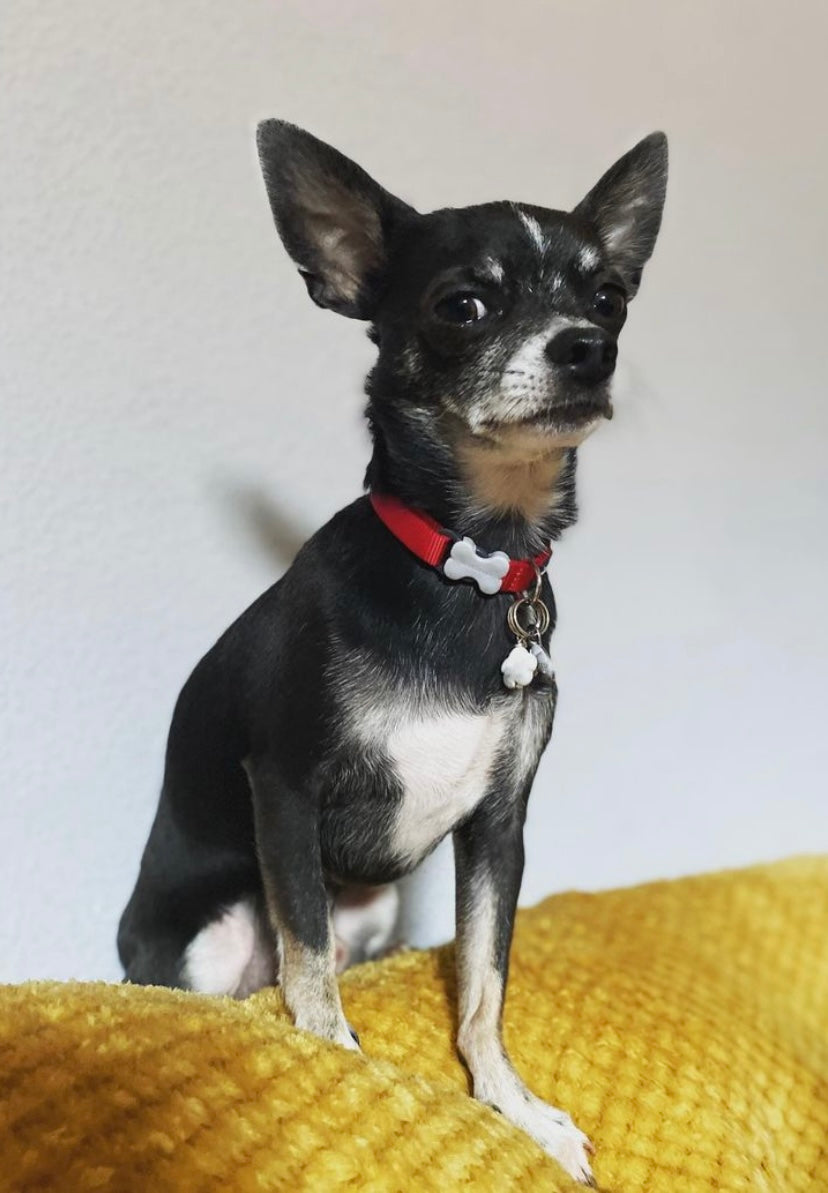 Crystal charms for dogs. A thoughtful luxury gift for dog lovers