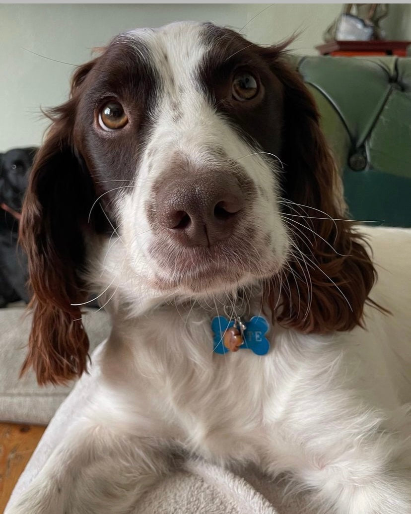 Jasper for animals on a spaniel dog